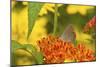 Coral Hairstreak Butterfly on Butterfly Milkweed, Marion Co., Il-Richard ans Susan Day-Mounted Photographic Print