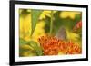 Coral Hairstreak Butterfly on Butterfly Milkweed, Marion Co., Il-Richard ans Susan Day-Framed Photographic Print