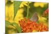 Coral Hairstreak Butterfly on Butterfly Milkweed, Marion Co., Il-Richard ans Susan Day-Mounted Photographic Print