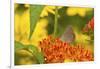 Coral Hairstreak Butterfly on Butterfly Milkweed, Marion Co., Il-Richard ans Susan Day-Framed Photographic Print