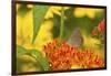 Coral Hairstreak Butterfly on Butterfly Milkweed, Marion Co., Il-Richard ans Susan Day-Framed Photographic Print