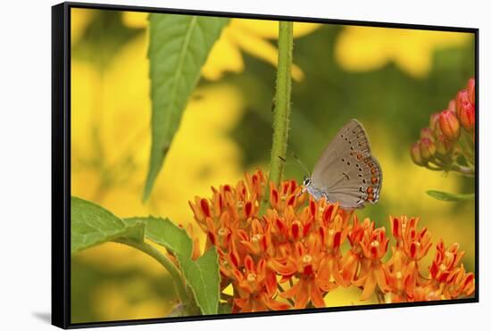 Coral Hairstreak Butterfly on Butterfly Milkweed, Marion Co., Il-Richard ans Susan Day-Framed Stretched Canvas