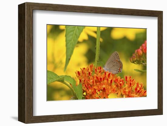 Coral Hairstreak Butterfly on Butterfly Milkweed, Marion Co., Il-Richard ans Susan Day-Framed Photographic Print