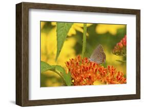 Coral Hairstreak Butterfly on Butterfly Milkweed, Marion Co., Il-Richard ans Susan Day-Framed Photographic Print