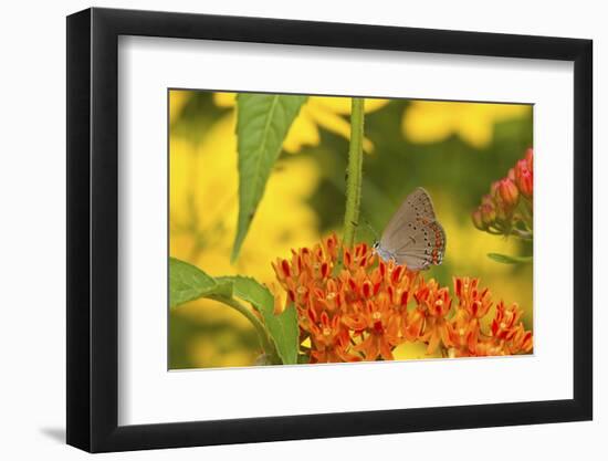 Coral Hairstreak Butterfly on Butterfly Milkweed, Marion Co., Il-Richard ans Susan Day-Framed Photographic Print