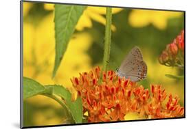 Coral Hairstreak Butterfly on Butterfly Milkweed, Marion Co., Il-Richard ans Susan Day-Mounted Photographic Print