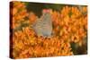 Coral Hairstreak on Butterfly Milkweed, Marion Co. Il-Richard ans Susan Day-Stretched Canvas
