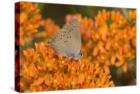 Coral Hairstreak on Butterfly Milkweed, Marion Co. Il-Richard ans Susan Day-Stretched Canvas