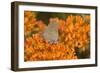 Coral Hairstreak on Butterfly Milkweed, Marion Co. Il-Richard ans Susan Day-Framed Photographic Print