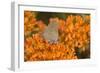 Coral Hairstreak on Butterfly Milkweed, Marion Co. Il-Richard ans Susan Day-Framed Photographic Print