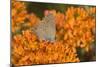 Coral Hairstreak on Butterfly Milkweed, Marion Co. Il-Richard ans Susan Day-Mounted Photographic Print