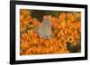 Coral Hairstreak on Butterfly Milkweed, Marion Co. Il-Richard ans Susan Day-Framed Photographic Print