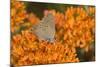 Coral Hairstreak on Butterfly Milkweed, Marion Co. Il-Richard ans Susan Day-Mounted Photographic Print