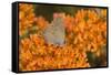 Coral Hairstreak on Butterfly Milkweed, Marion Co. Il-Richard ans Susan Day-Framed Stretched Canvas