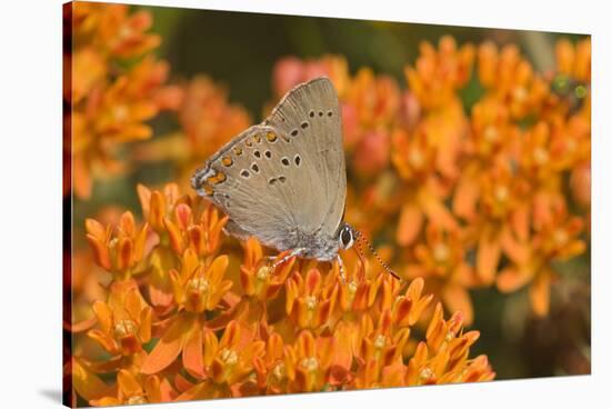 Coral Hairstreak on Butterfly Milkweed, Marion Co. Il-Richard ans Susan Day-Stretched Canvas