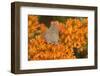 Coral Hairstreak on Butterfly Milkweed, Marion Co. Il-Richard ans Susan Day-Framed Photographic Print