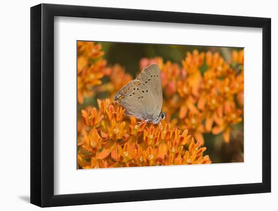 Coral Hairstreak on Butterfly Milkweed, Marion Co. Il-Richard ans Susan Day-Framed Photographic Print