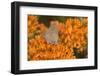 Coral Hairstreak on Butterfly Milkweed, Marion Co. Il-Richard ans Susan Day-Framed Photographic Print