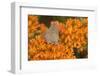 Coral Hairstreak on Butterfly Milkweed, Marion Co. Il-Richard ans Susan Day-Framed Photographic Print