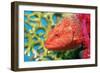 Coral Hind Grouper-Georgette Douwma-Framed Photographic Print