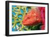 Coral Hind Grouper-Georgette Douwma-Framed Photographic Print