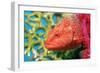 Coral Hind Grouper-Georgette Douwma-Framed Photographic Print