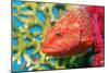 Coral Hind Grouper-Georgette Douwma-Mounted Photographic Print