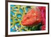 Coral Hind Grouper-Georgette Douwma-Framed Photographic Print
