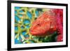 Coral Hind Grouper-Georgette Douwma-Framed Photographic Print