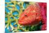 Coral Hind Grouper-Georgette Douwma-Mounted Photographic Print