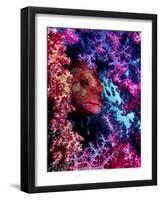 Coral Hind-Dani Barchana-Framed Giclee Print