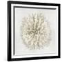 Coral I-Caroline Kelly-Framed Art Print