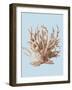 Coral II-Sloane Addison ?-Framed Art Print