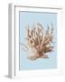 Coral II-Sloane Addison ?-Framed Art Print