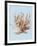 Coral II-Sloane Addison ?-Framed Art Print