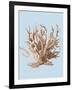 Coral II-Sloane Addison ?-Framed Art Print