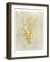 Coral in Mustard-Vision Studio-Framed Art Print