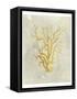 Coral in Mustard-Vision Studio-Framed Stretched Canvas