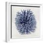 Coral Indigo I-Caroline Kelly-Framed Art Print