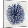 Coral Indigo I-Caroline Kelly-Mounted Art Print