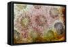 Coral, Indonesia-Darrell Gulin-Framed Stretched Canvas