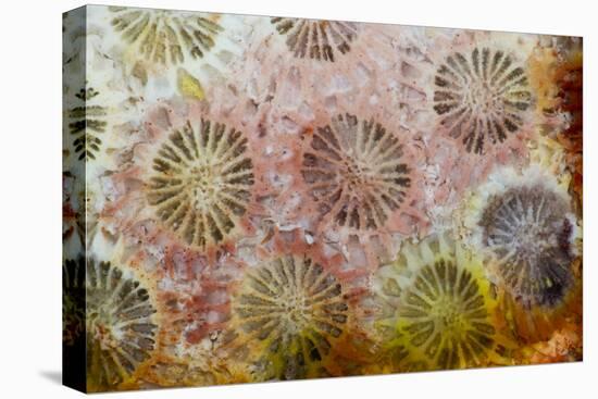 Coral, Indonesia-Darrell Gulin-Stretched Canvas