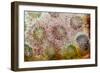 Coral, Indonesia-Darrell Gulin-Framed Photographic Print