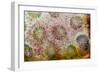 Coral, Indonesia-Darrell Gulin-Framed Photographic Print