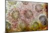 Coral, Indonesia-Darrell Gulin-Mounted Photographic Print