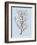 Coral IV-Sloane Addison ?-Framed Art Print