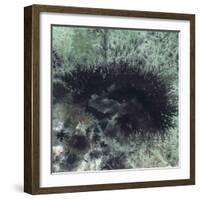 Coral & Jelly Fish I-Dlynn Roll-Framed Art Print