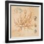 Coral Medley I-Lanie Loreth-Framed Art Print