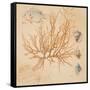 Coral Medley I-Lanie Loreth-Framed Stretched Canvas