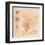 Coral Medley II-Lanie Loreth-Framed Art Print